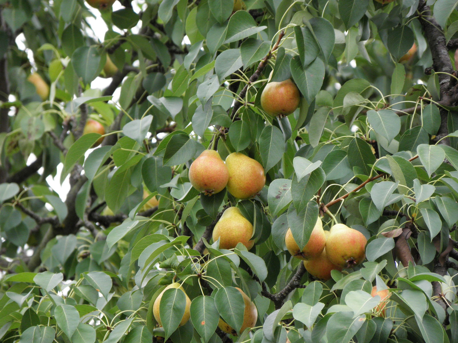 Pyrus communis